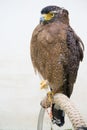 Crested serpent eagle ( Spilornis cheela )