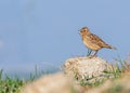 Crested Skylark Singing in a field