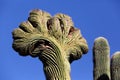 A crested Saguaro cactus in the Arizona desert.