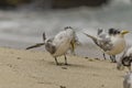 Crested Tern Grooming