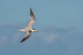 Crested Tern returning for feeding grounds with a small bait fish in its beak Royalty Free Stock Photo