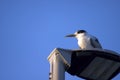 Crested Tern seen perched on jetty lights, Busselton, WA, Australia