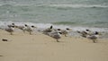Crested Terns on Beach Royalty Free Stock Photo