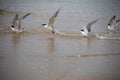 Crested terns taking flight Royalty Free Stock Photo
