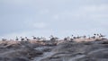 Crested Terns Thalasseus bergii on rocks, Western Australia