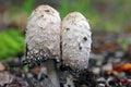 Crested Tintling or asparagus mushroom or ink mushroom belongs to the edible mushrooms