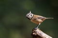 Crested Tit Royalty Free Stock Photo