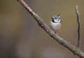 Crested Tit Royalty Free Stock Photo