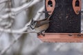 A Crested Tit Bird (Lophophanes cristatus) sits on the edge of a feeder with a sunflower seed in its beak Royalty Free Stock Photo