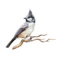 Crested tit bird watercolor illustration. Realistic lophophanes cristatus image. European songbird perched on the tree