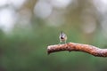 Crested tit on branche