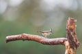 Crested tit on branche Royalty Free Stock Photo