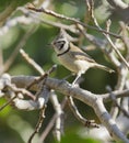 Crested Tit among the branches Royalty Free Stock Photo
