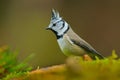 Crested Tit, cute songbird with grey crest sitting on beautiful yellow lichen branch with clear green background, nature habitat,