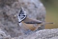 Crested Tit eating a seed Royalty Free Stock Photo