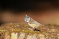 Photo of lovely crested tit, beautiful, colorful environment