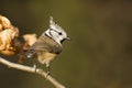 Crested tit (Lophophanes cristatus) Royalty Free Stock Photo