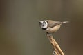 Crested Tit (Lophophanes cristatus)