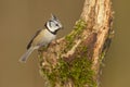 Crested tit, lophophanes cristatus, looking for food