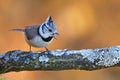 Crested tit perched on a branch Royalty Free Stock Photo