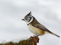 Crested tit (Parus cristatus) Royalty Free Stock Photo