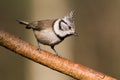 Crested Tit (Parus cristatus)