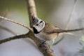 Crested Tit (Parus cristatus)