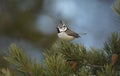 Crested tit, Parus cristatus Royalty Free Stock Photo