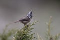 Crested tit, Parus cristatus Royalty Free Stock Photo