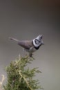 Crested tit, Parus cristatus Royalty Free Stock Photo
