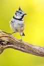 Crested Tit, Parus cristatus Royalty Free Stock Photo