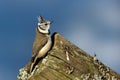 Crested Tit (Parus cristatus) on the edge Royalty Free Stock Photo