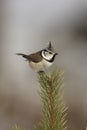 Crested tit, Parus cristatus Royalty Free Stock Photo
