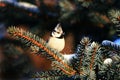 Crested tit Lophophanes cristatus, sits on branch and eat snow, biosphere area Royalty Free Stock Photo