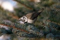 Crested tit Lophophanes cristatus, sits on branch and eat snow, biosphere area Royalty Free Stock Photo