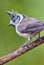 Crested Tit, Parus cristatus, Spanish Forest Royalty Free Stock Photo