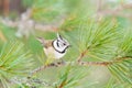 Crested tit (Parus cristatus) Royalty Free Stock Photo