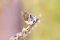 Crested tit (Parus cristatus) Royalty Free Stock Photo