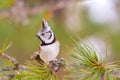 Crested tit (Parus cristatus) Royalty Free Stock Photo