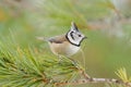 Crested tit (Parus cristatus)