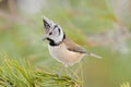 Crested tit (Parus cristatus) Royalty Free Stock Photo