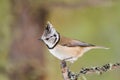 Crested tit (Parus cristatus)