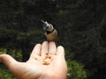 A crested Tit perched on a hand Royalty Free Stock Photo