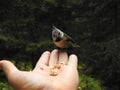 A crested Tit perched on a hand Royalty Free Stock Photo