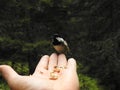 A crested Tit perched on a hand Royalty Free Stock Photo