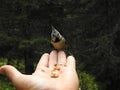 A crested Tit perched on a hand Royalty Free Stock Photo