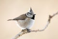 Crested tit Royalty Free Stock Photo