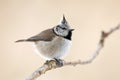 Crested tit