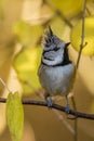 Crested Tit Royalty Free Stock Photo