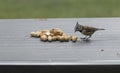A crested tit seeks seeds Royalty Free Stock Photo